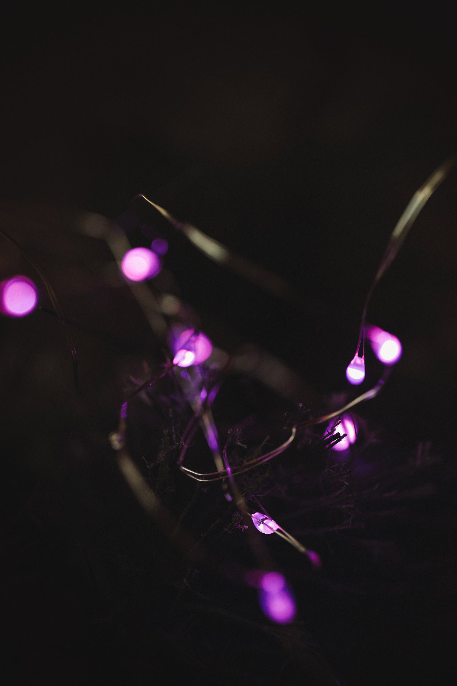 MUSKOKA LED SEED LIGHTS