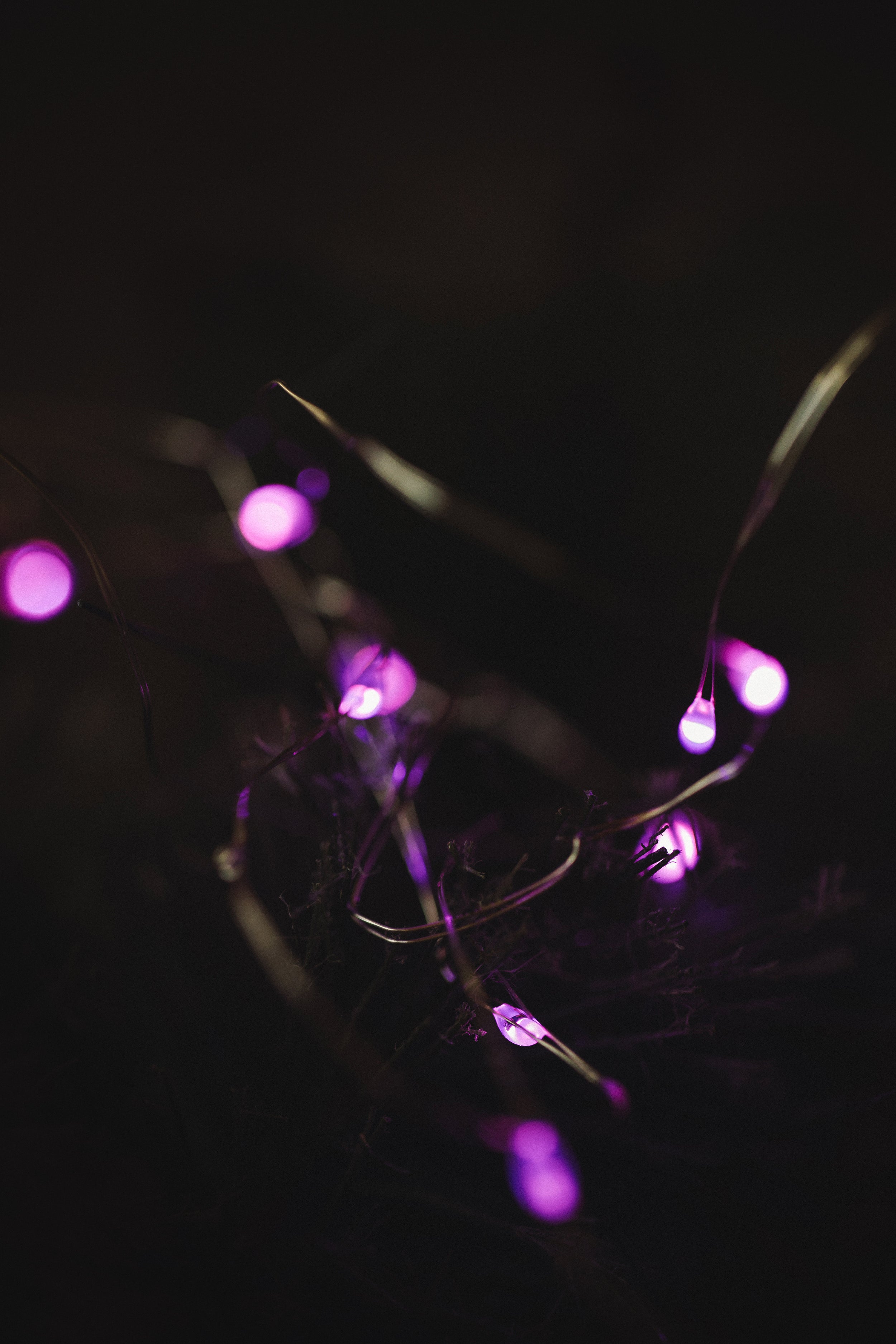 MUSKOKA LED SEED LIGHTS