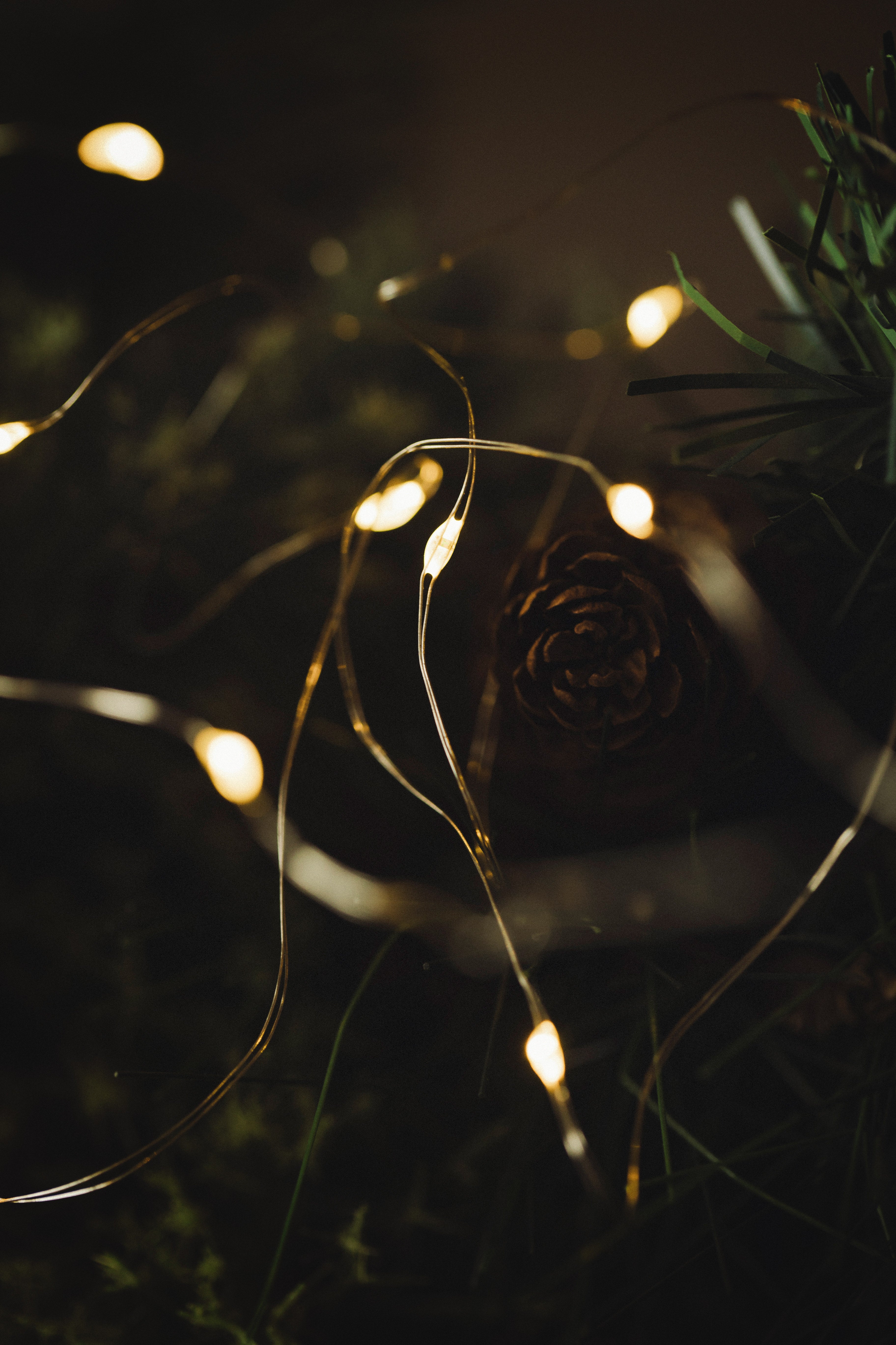 MUSKOKA LED SEED LIGHTS